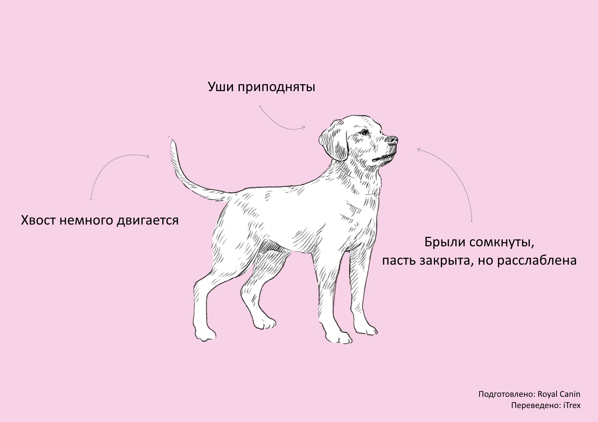 Язык Тела Собаки И Его Значение Картинки