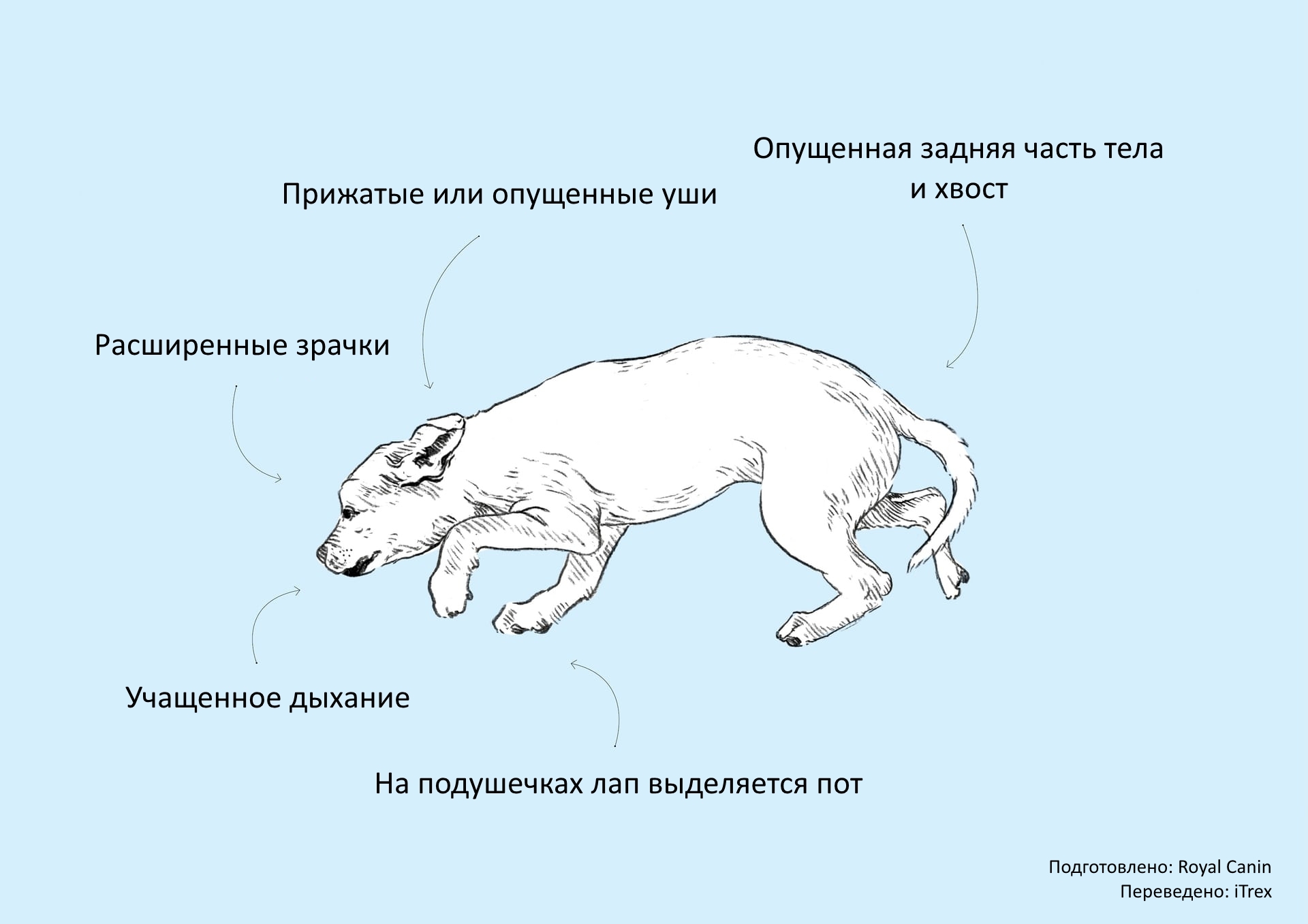 Язык Тела Собаки И Его Значение Картинки