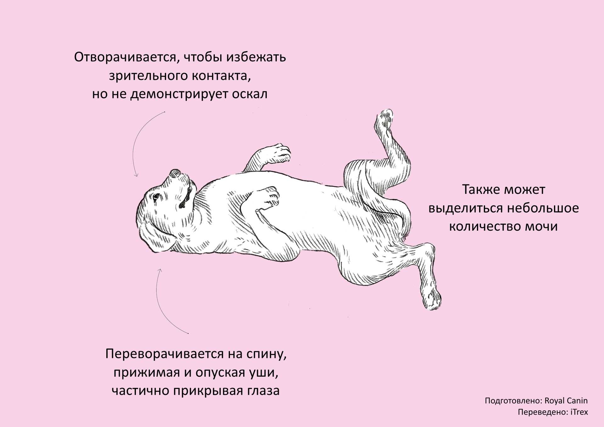 Язык Тела Собаки И Его Значение Картинки