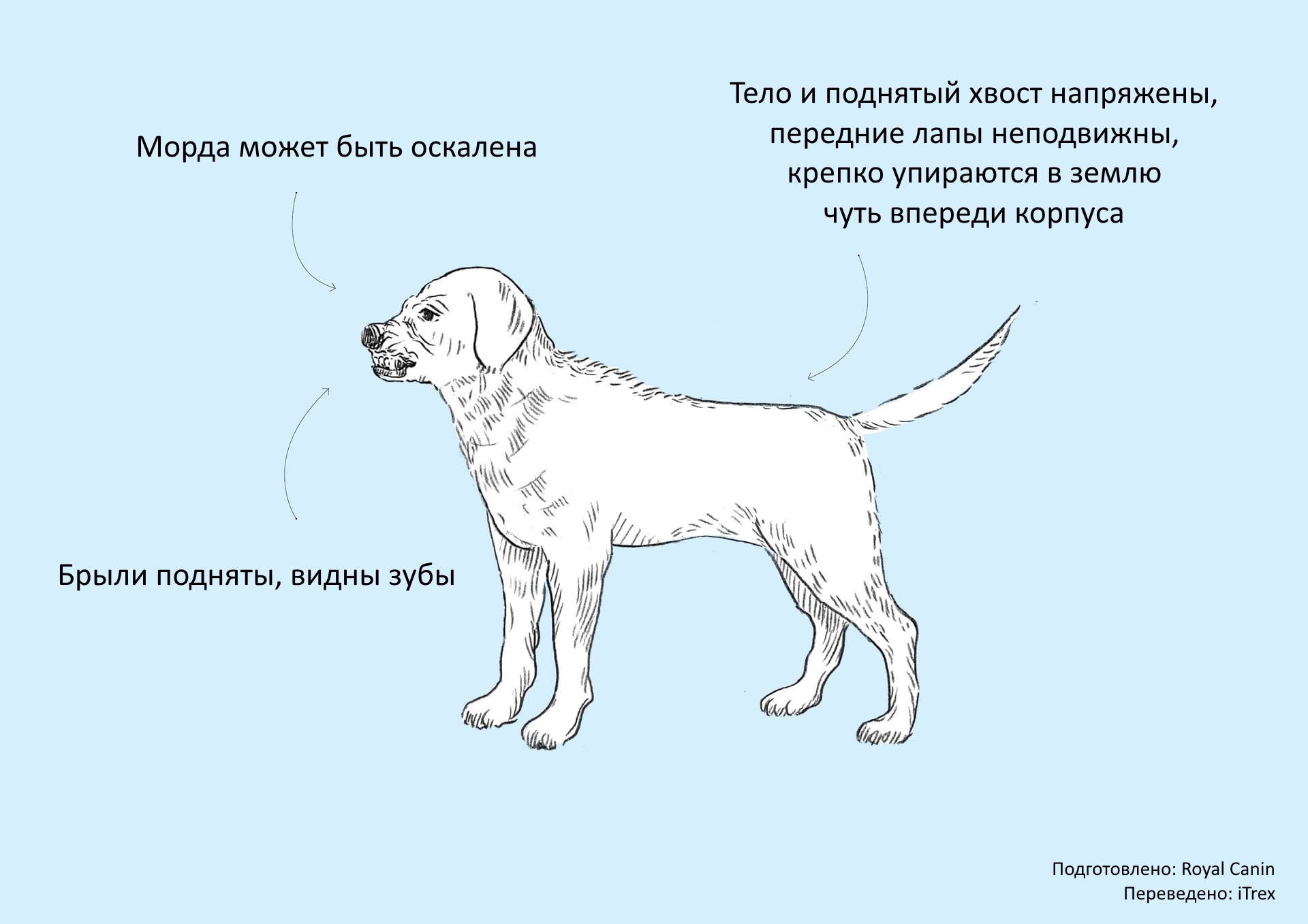 Язык Тела Собаки И Его Значение Картинки